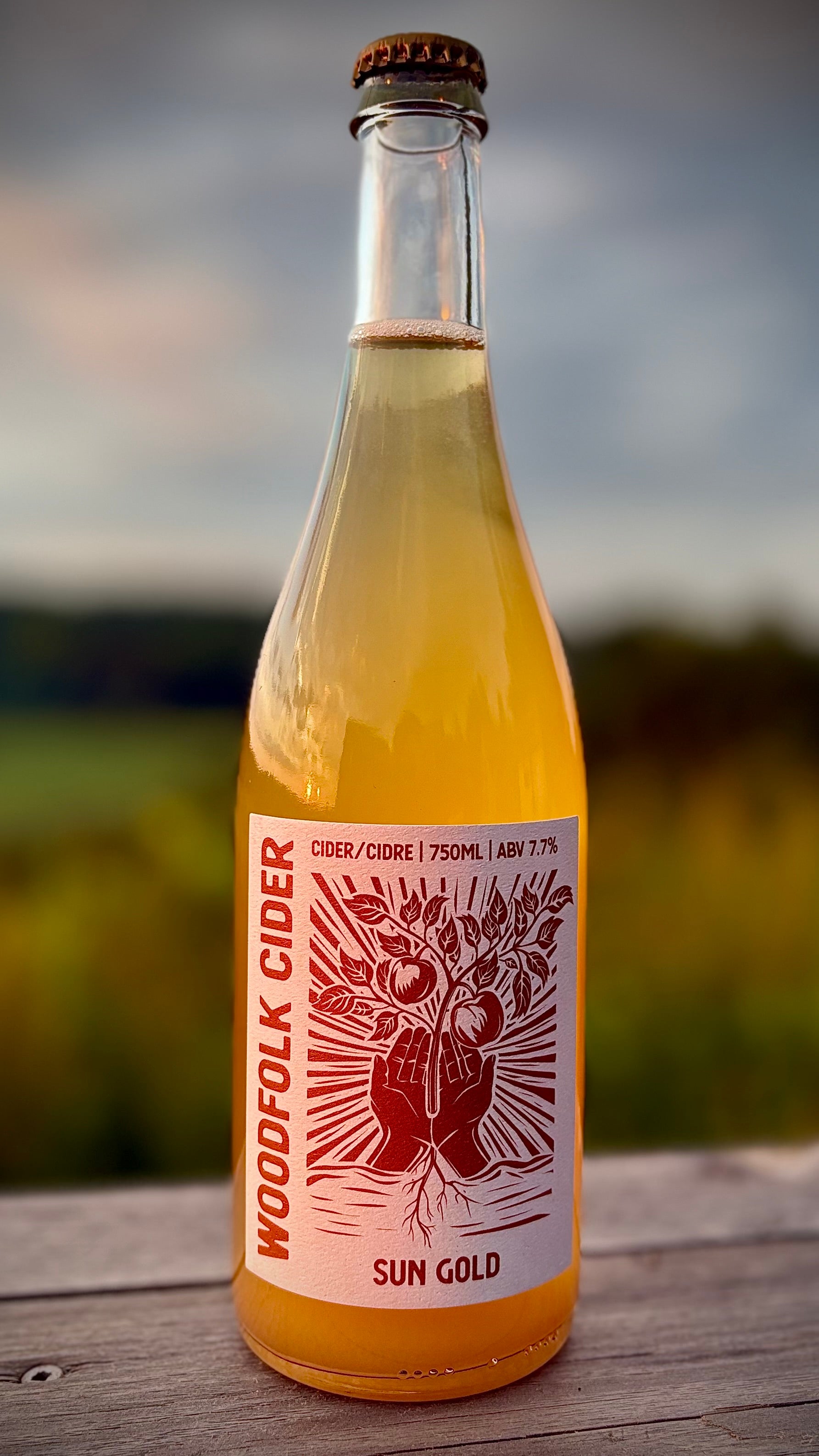 Sun Gold Cider - Harvest 2025