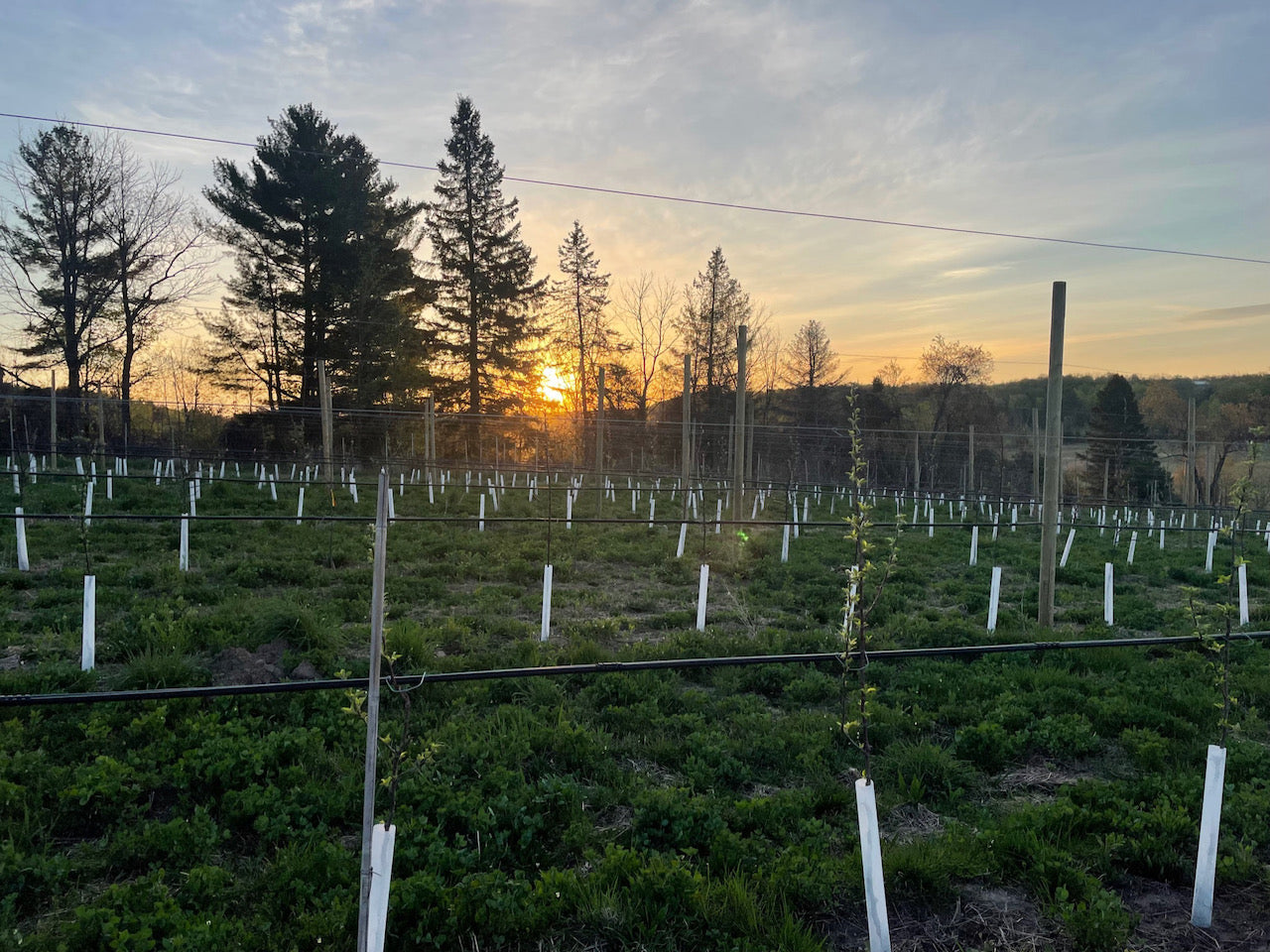 Orchard Tour and Tasting
