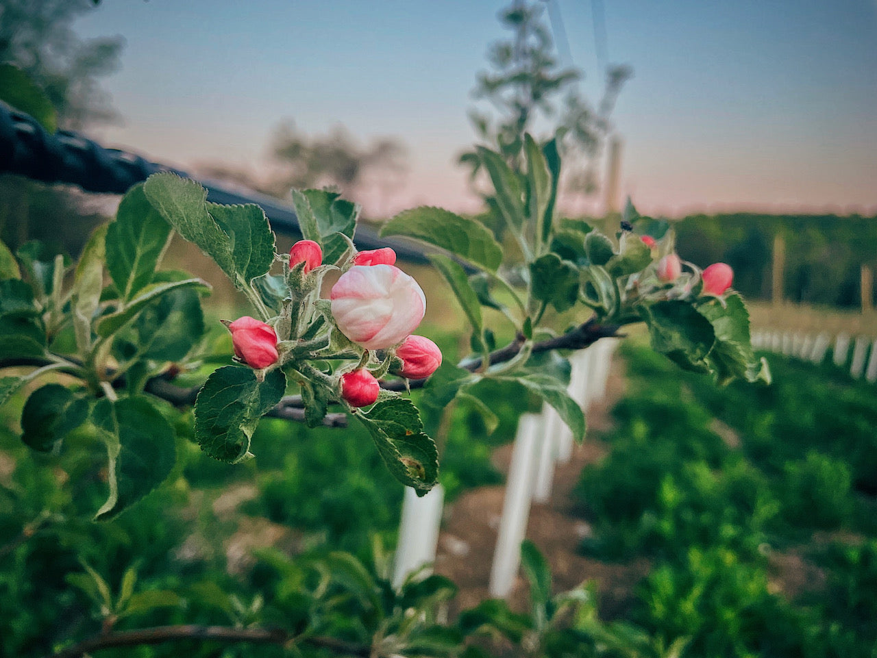 Orchard Tour and Tasting