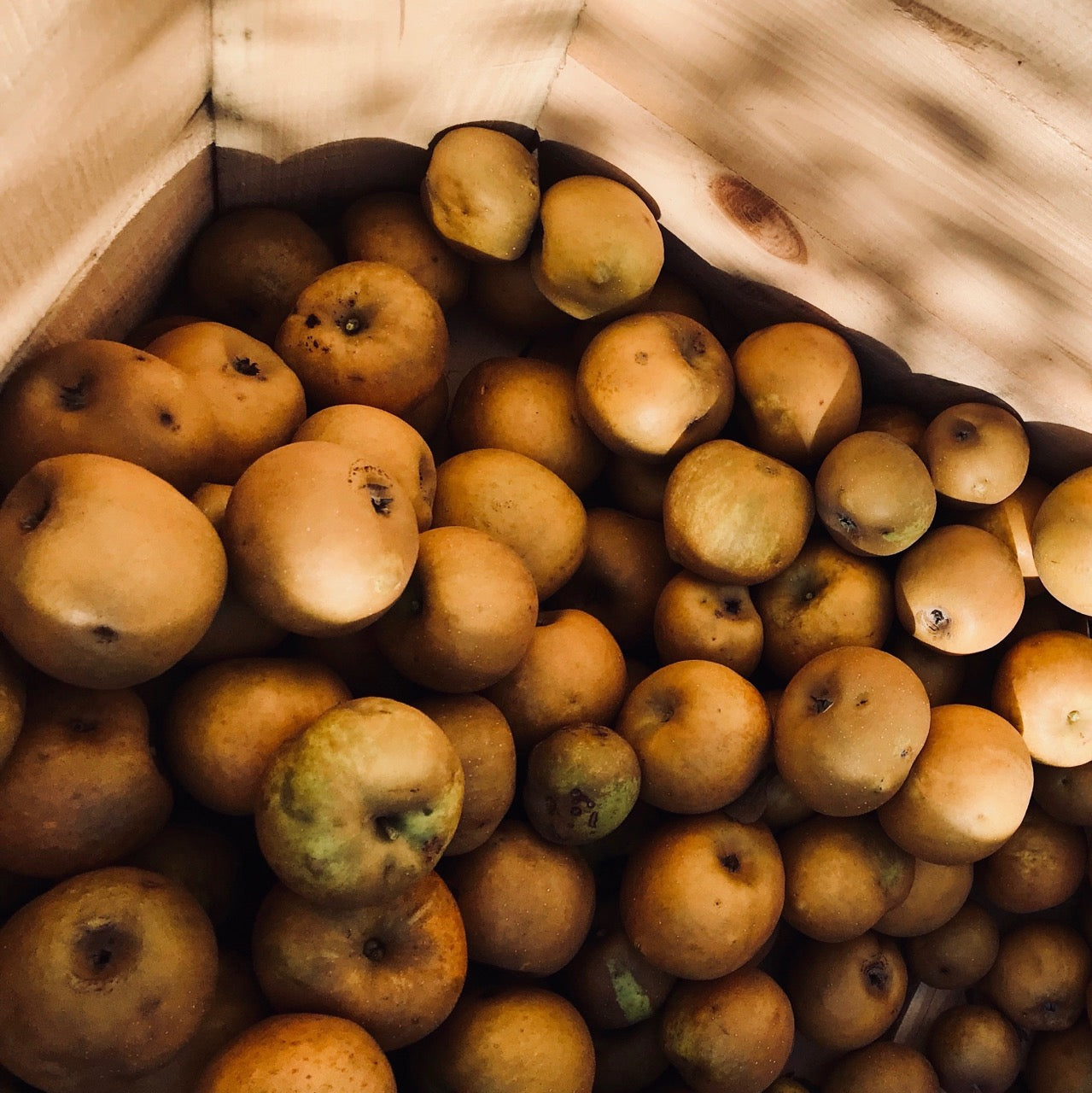 Golden Russet Apples Ontario