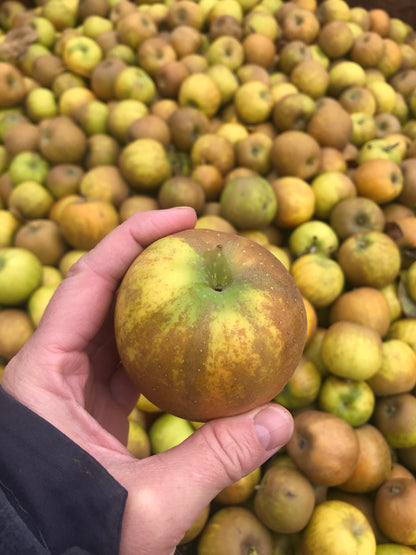 Orchard Tour and Tasting